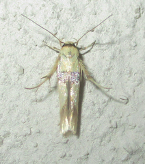 Stathmopoda luminata
