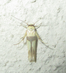 Stathmopoda luminata