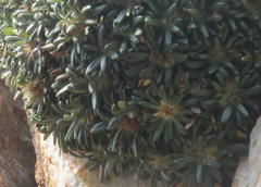 Oldenburgia paradoxa