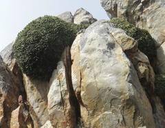 Oldenburgia paradoxa