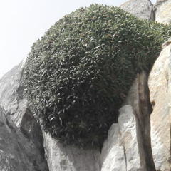 Oldenburgia paradoxa