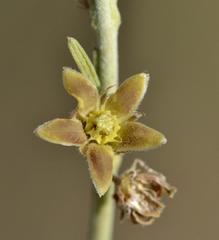 Aspidoglossum biflorum