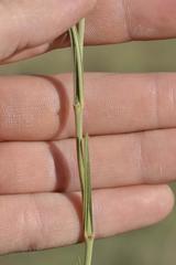 Aspidoglossum biflorum
