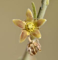Aspidoglossum biflorum
