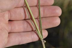 Aspidoglossum biflorum