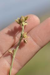 Aspidoglossum biflorum