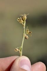 Aspidoglossum biflorum