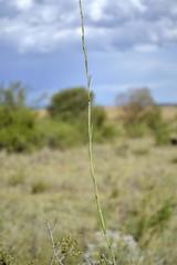 Aspidoglossum biflorum