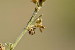 Aspidoglossum biflorum