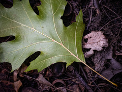 Quercus × riparia