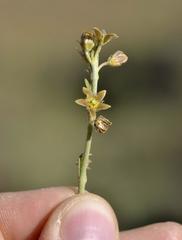 Aspidoglossum biflorum