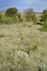 Aspidoglossum biflorum