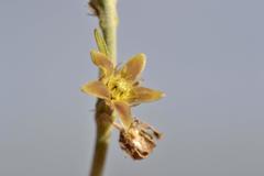 Aspidoglossum biflorum
