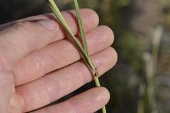 Aspidoglossum biflorum