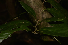 Alangium villosum