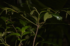 Alangium villosum