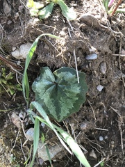 Cyclamen repandum