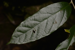 Alangium villosum