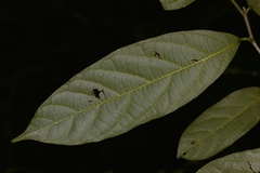 Alangium villosum