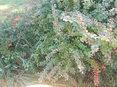 Berberis thunbergii