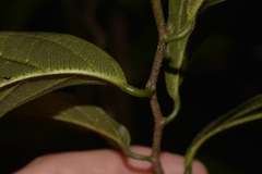 Alangium villosum