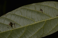 Alangium villosum