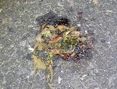 Fejervarya multistriata