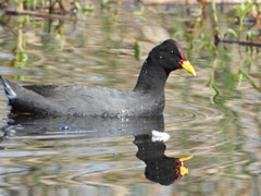 Fulica rufifrons