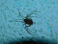 Scytodes longipes