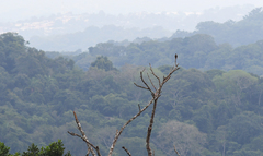 Falco rufigularis image