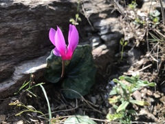 Cyclamen repandum