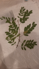 Caragana arborescens