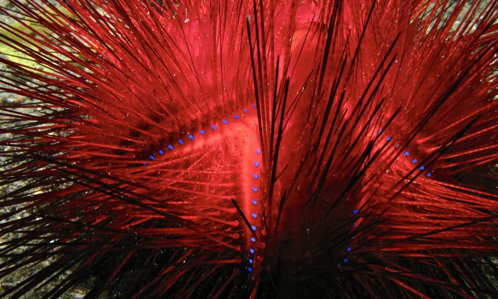 Blue-spotted Urchin