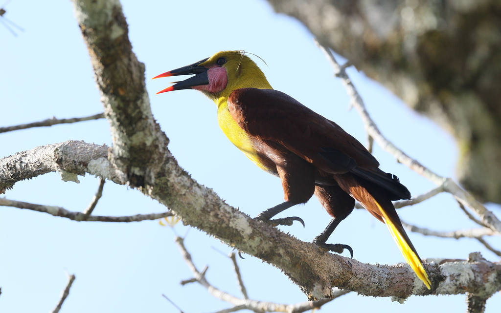 Olive Oropendola