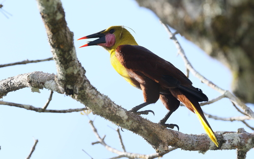 Olive Oropendola (Psarocolius bifasciatus), photo 7
