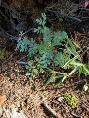 Capnoides sempervirens