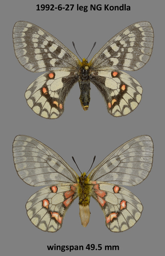 Alaskan Parnassian (Subspecies Parnassius eversmanni thor