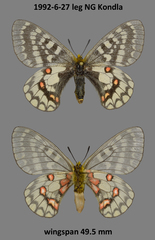 Parnassius eversmanni thor