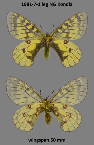 Alaskan Parnassian (Subspecies Parnassius eversmanni thor