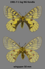 Parnassius eversmanni thor
