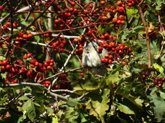 Passer domesticus