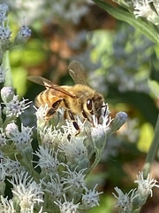 Apis mellifera