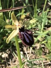 Ophrys sphegodes atrata