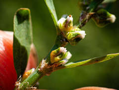 Polygonum buxiforme