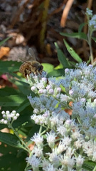 Apis mellifera