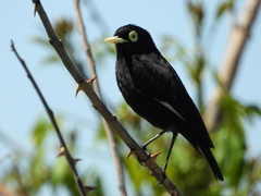 Hymenops perspicillatus