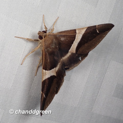 Bastilla praetermissa