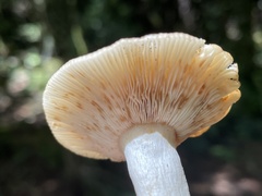 Russula amoena
