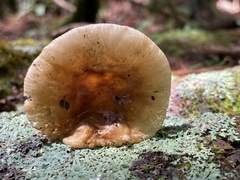 Russula amoena