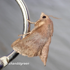 Griseothosea fasciata